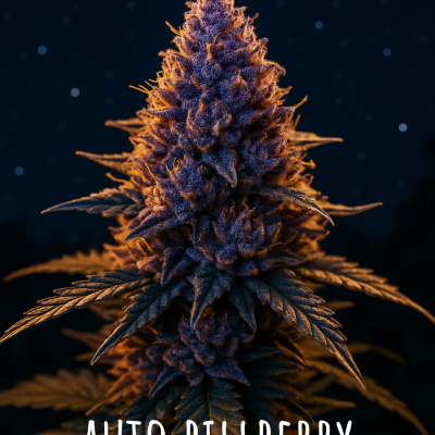 Auto Billberry
