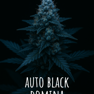 Auto Black Domina