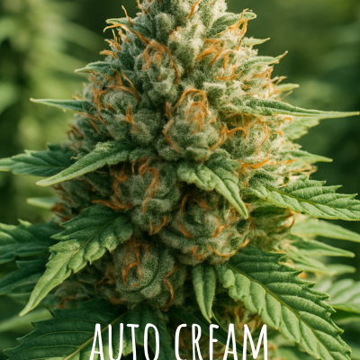 Auto Cream Mandarine